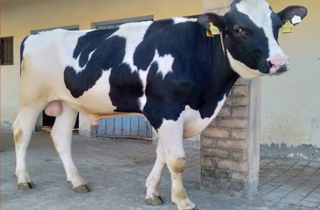 PUNJAB GETS 4 HOLSTEIN FRIESIAN ELITE BREED BULLS IMPORTED FROM GERMANY